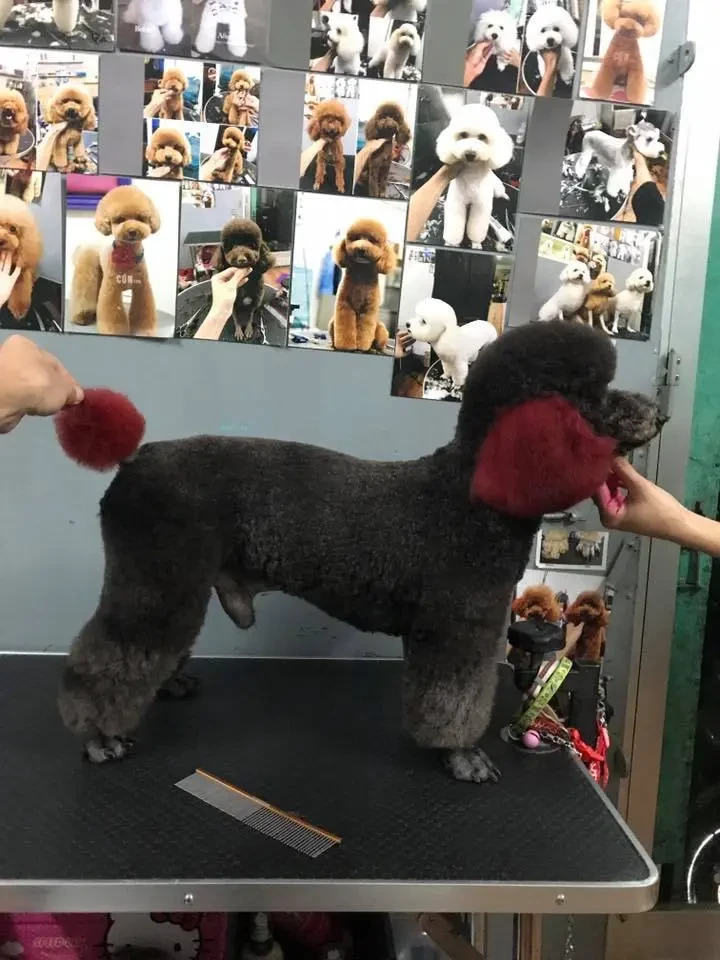 Chó Poodle Nhuộm Màu Xanh Dương