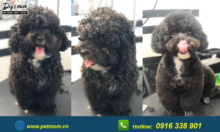 Chó Poodle Đen Nhuộm Màu