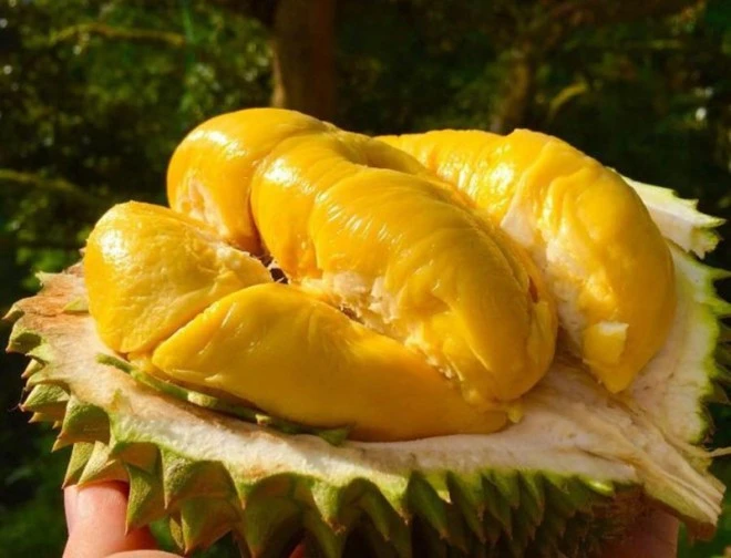 Chọn sầu riêng