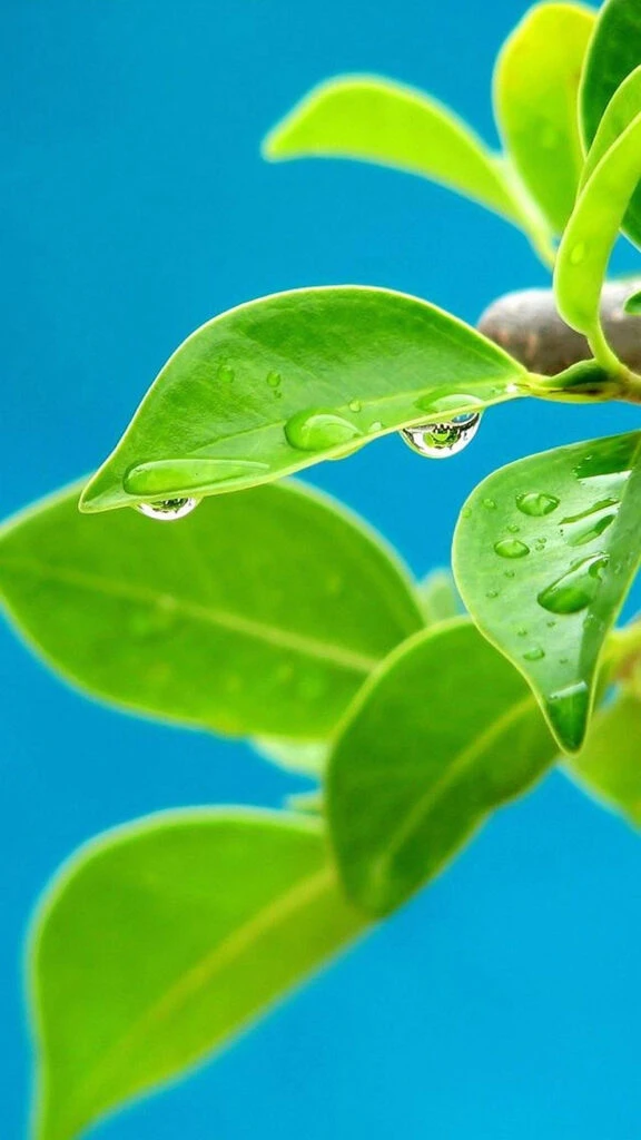 Hình nền cây cối