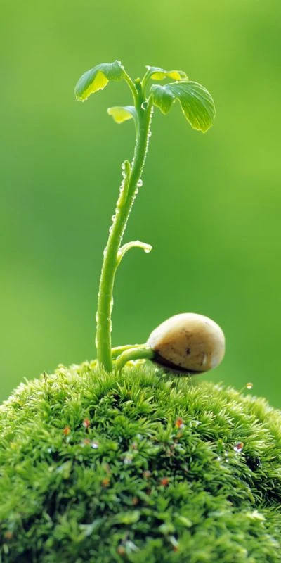 Hình nền biểu tượng