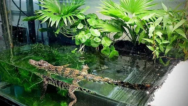 Bể nuôi cá sấu mini