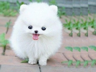 Chó Phốc Sóc dễ thương