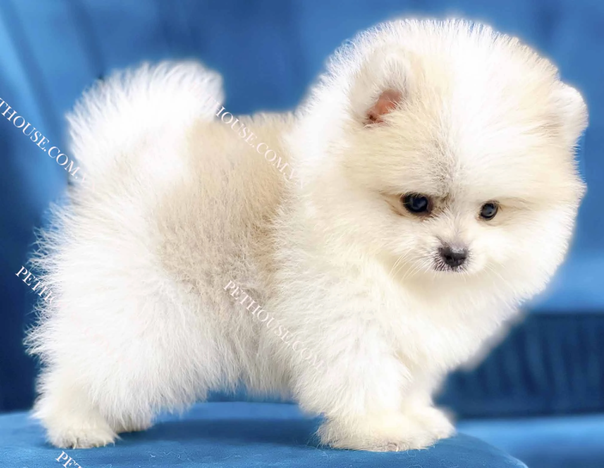 Chó Phốc Sóc trong bộ lông xù