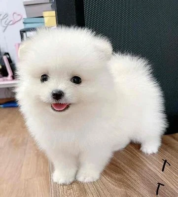 Chó Phốc Sóc với bộ lông dày
