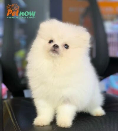 Chó Phốc Sóc đang được chăm sóc lông