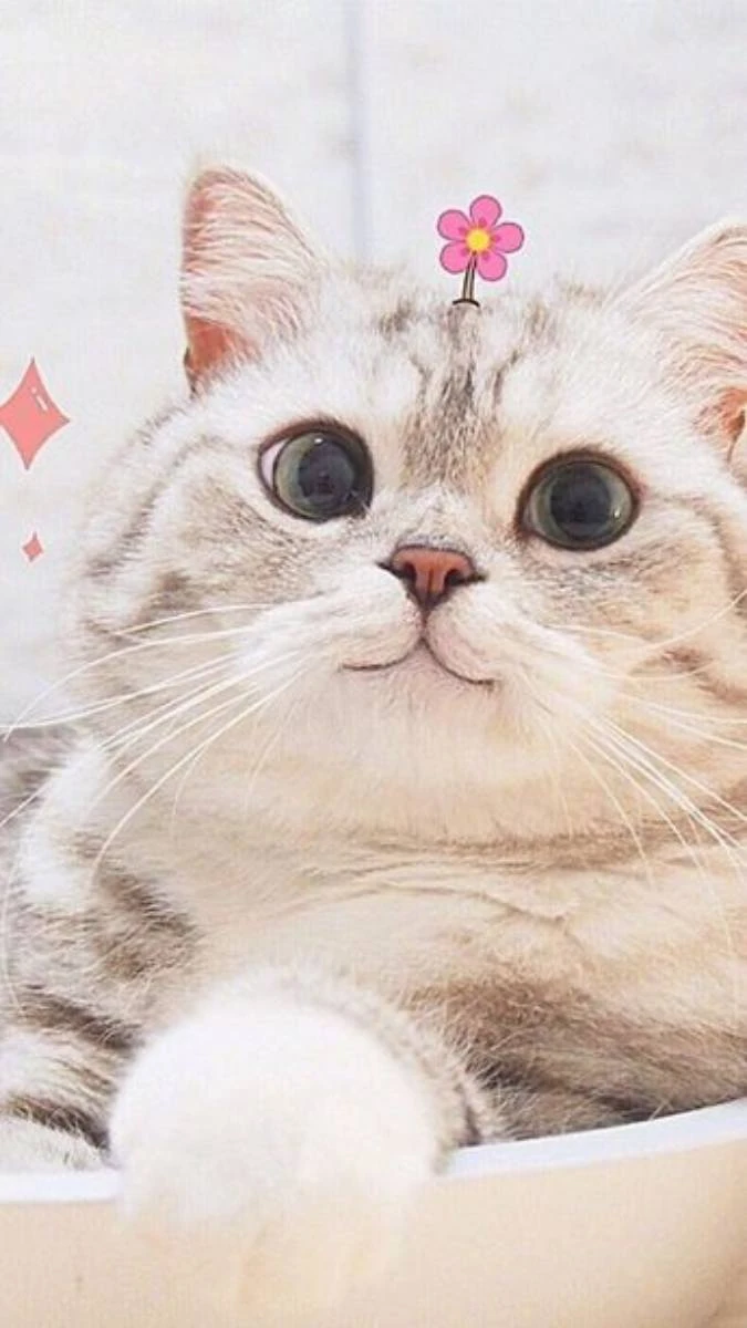 Hình nền mèo cute đẹp ngầu