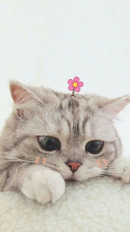 Mèo nghệ thuật