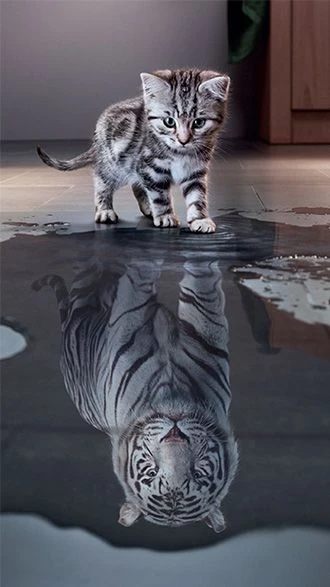 Mèo cute