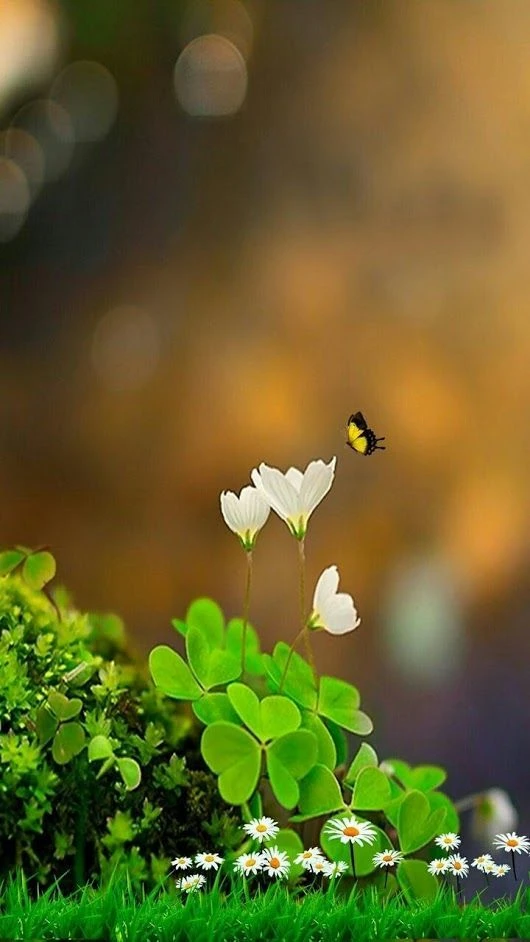 Hình nền cỏ 4 lá may mắn