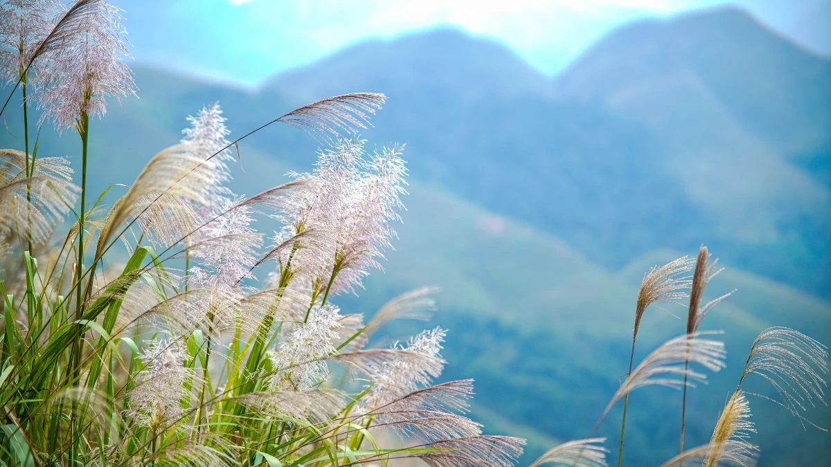 Hình nền thiên nhiên hoa lá