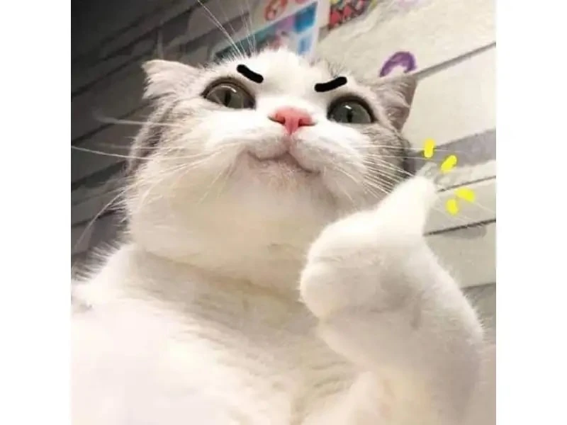 Hình ảnh mèo bựa 2