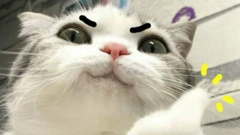 Hình ảnh mèo bựa 4