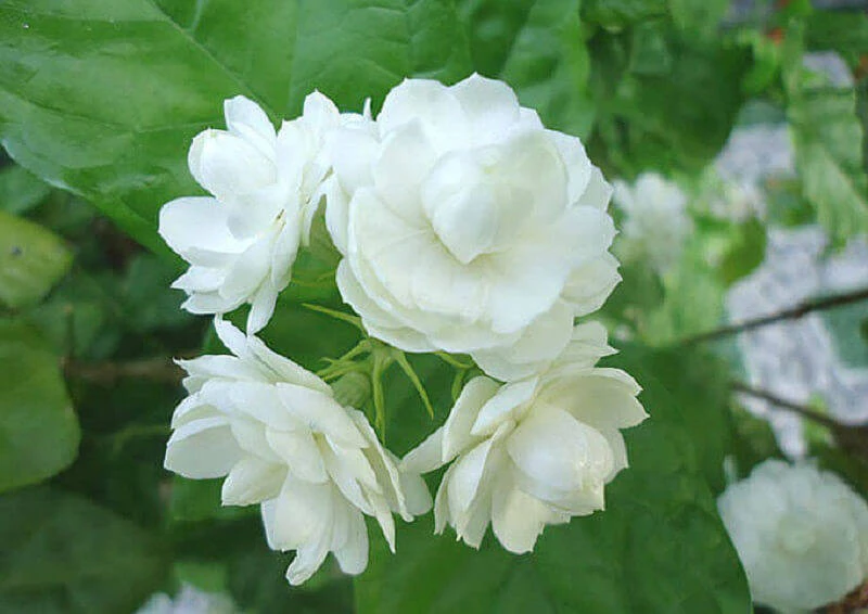 Hình ảnh hoa nhài đẹp
