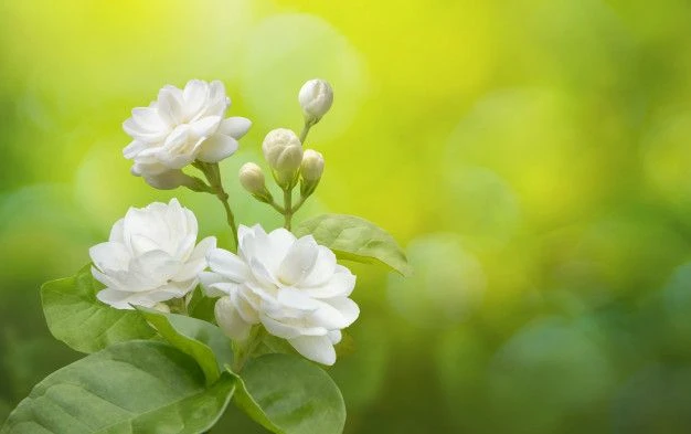 Sự lãng mạn trong nghệ thuật