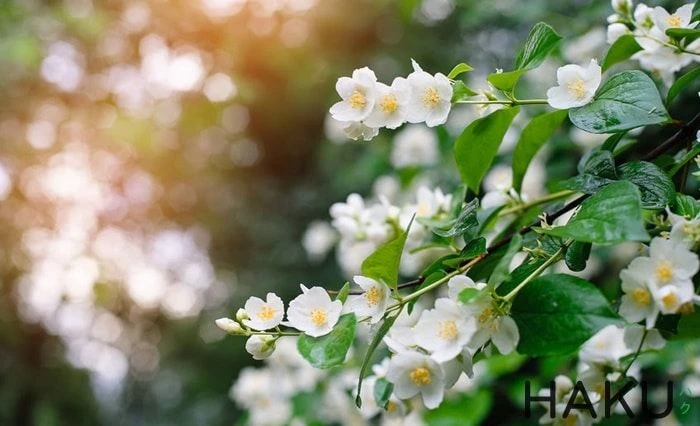 Trà hoa nhài hấp dẫn