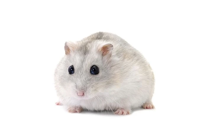 Chuột Hamster Cute 6