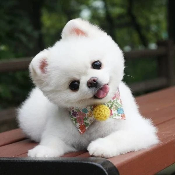 Bulldog Pháp