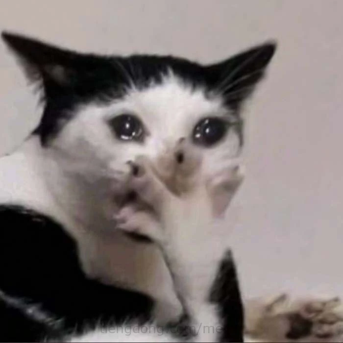 Mèo đáng yêu