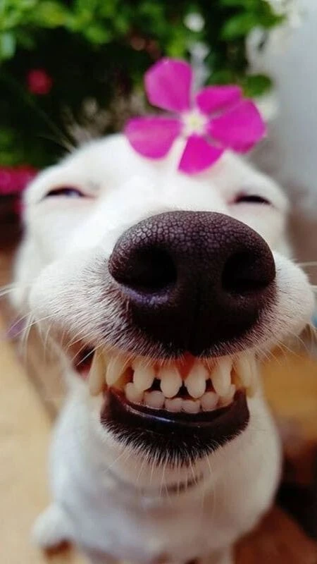 Hình nền chó ngáo chất lượng cao
