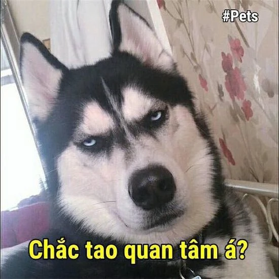 Chó ngáo với bạn bè