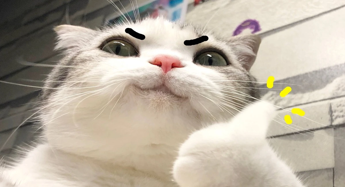 Mèo cute 4