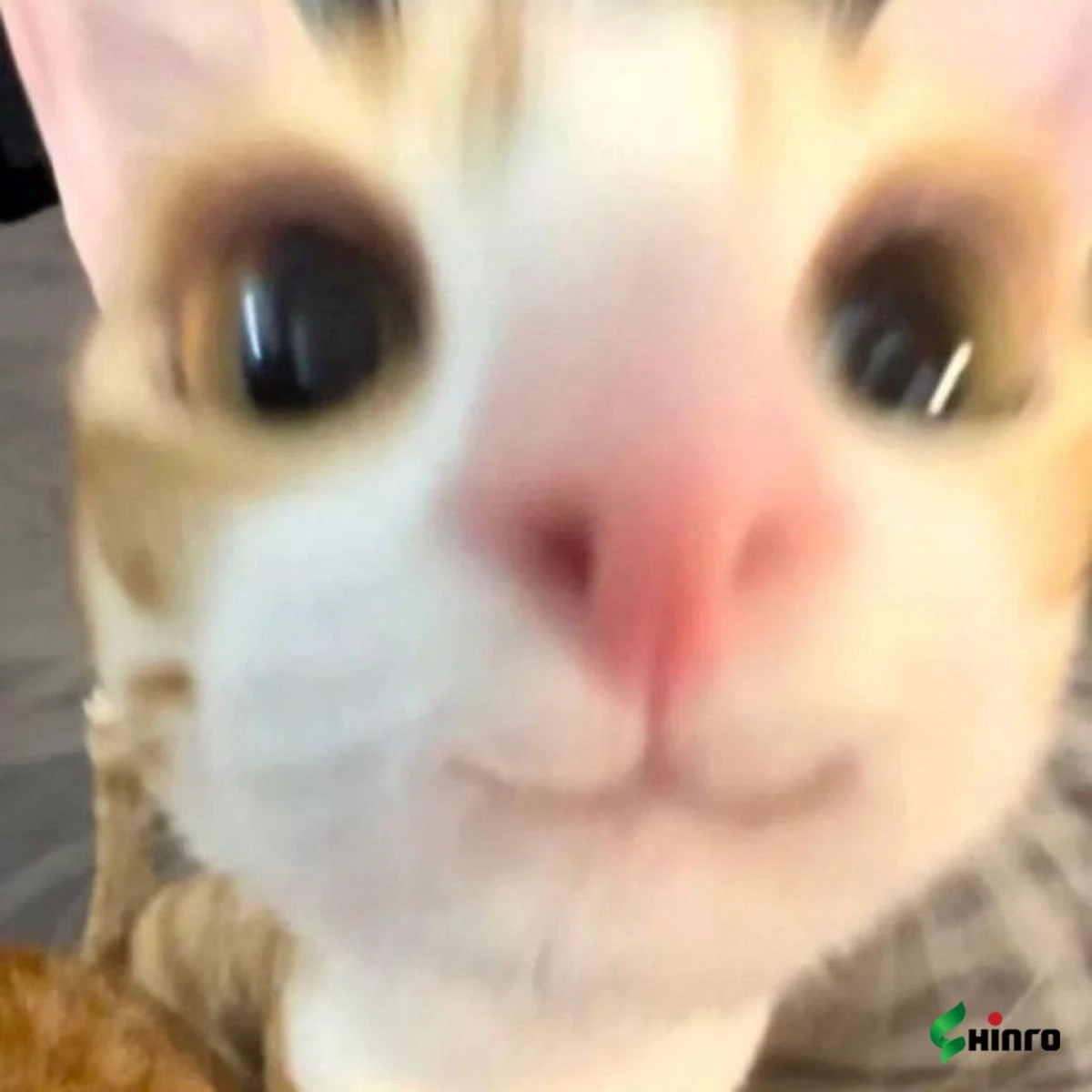 Mèo cute 5