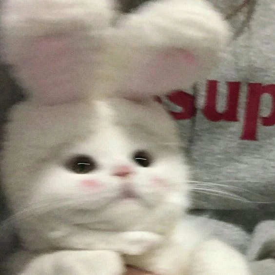Mèo cute 6