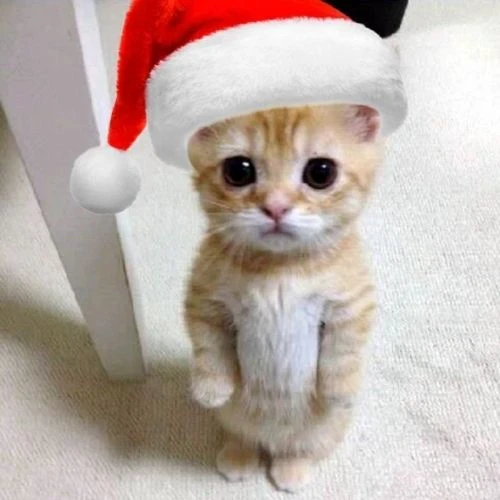 Mèo cute 7