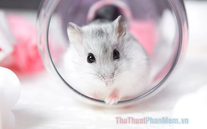 Chuột hamster dễ thương