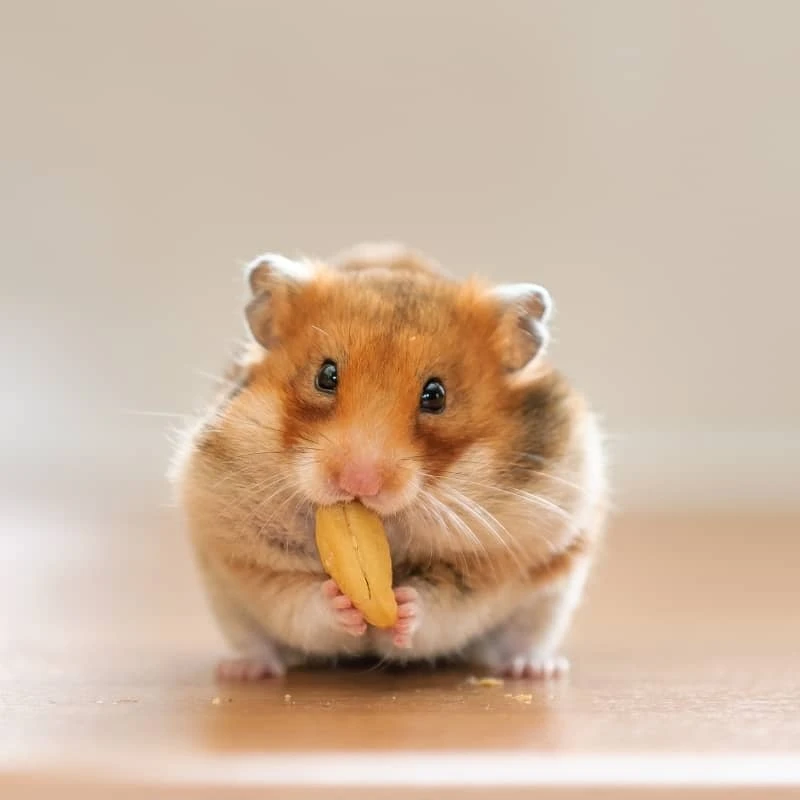 Hamster dễ thương