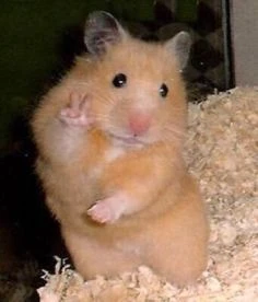 Chuột hamster vui vẻ