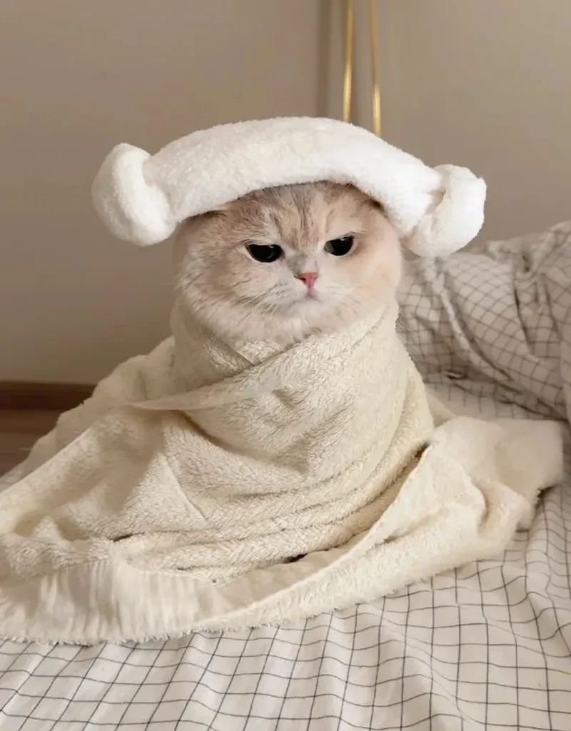 Mèo cute