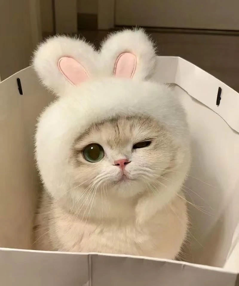 Mèo cute