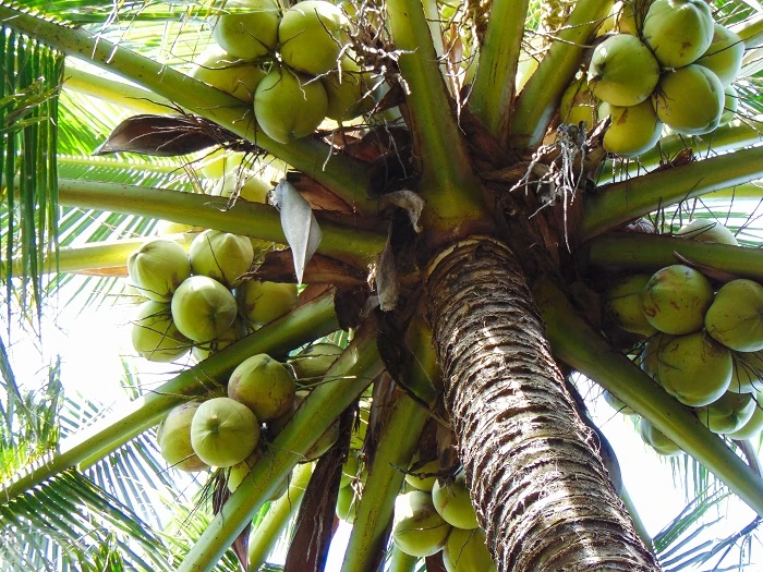 Cây dừa trĩu quả
