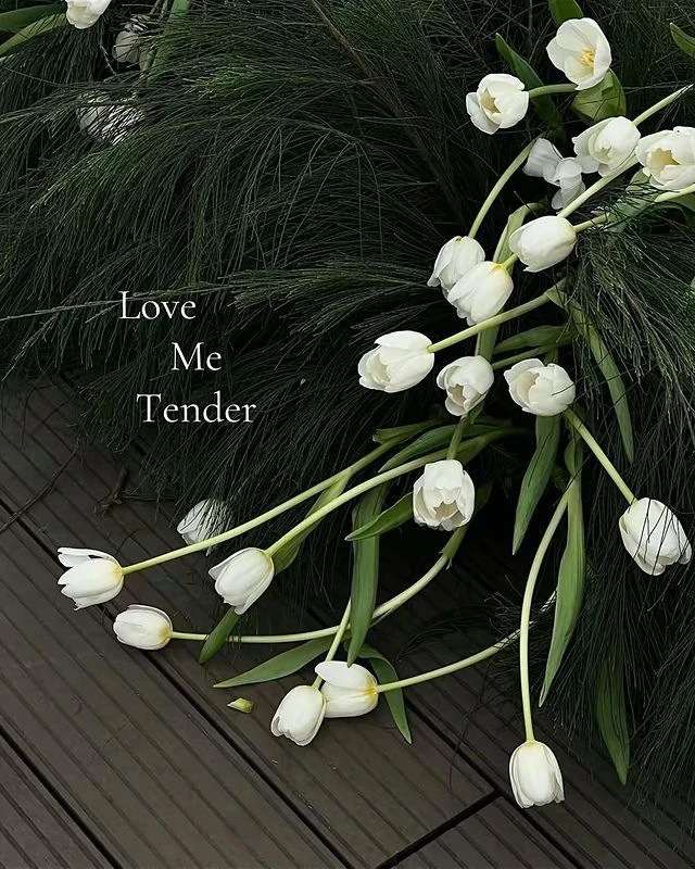 Hình nền hoa tulip trắng