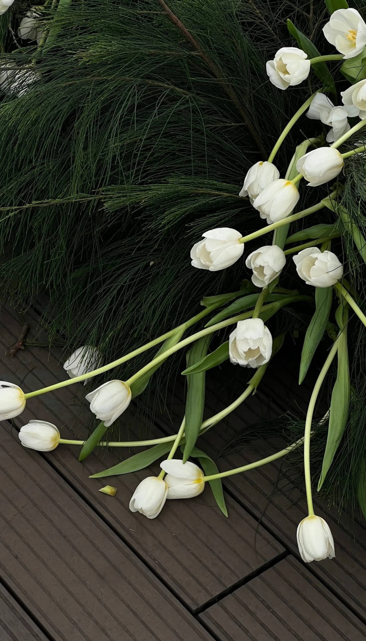 Hình nền hoa tulip