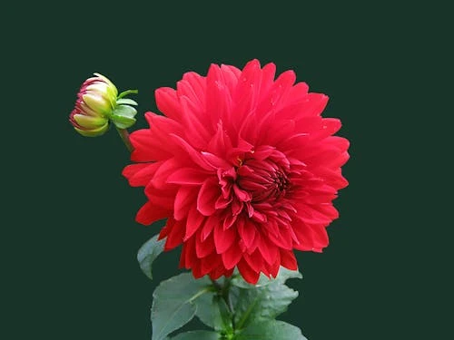 Hình nền hoa dahlia