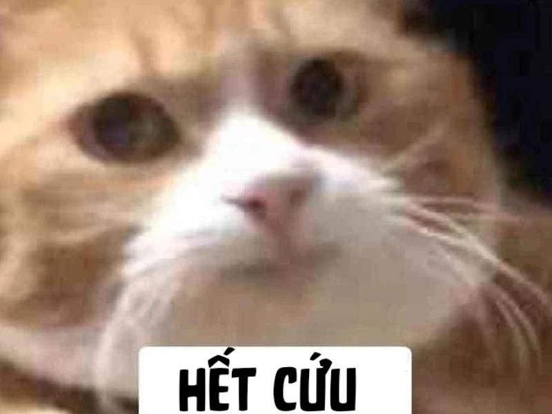 Meme Hết Cứu 4