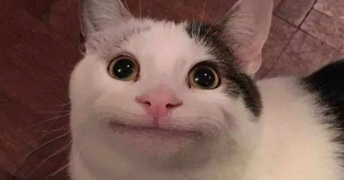 Hình nền meme động vật