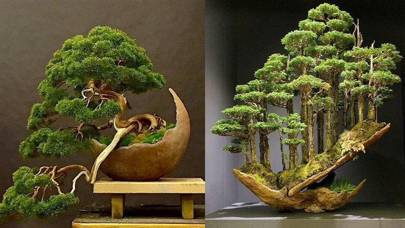 Cây Bonsai Đẹp