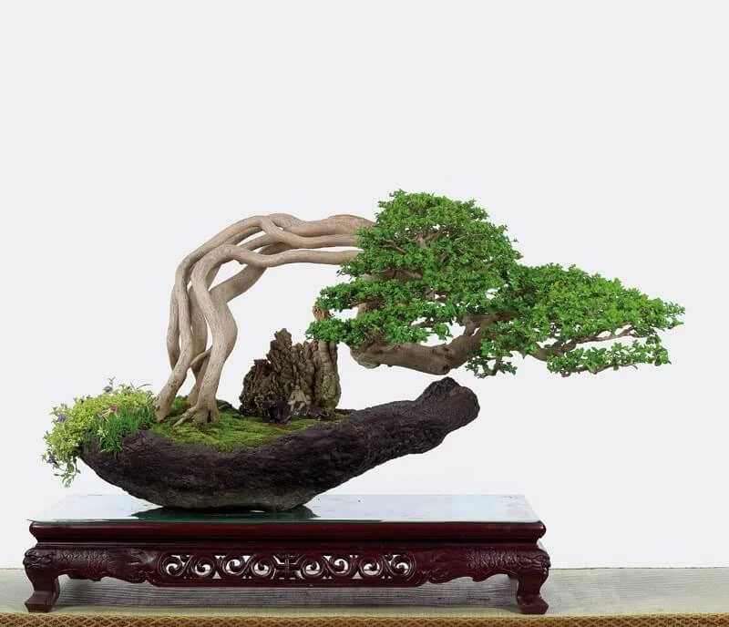 Cây Bonsai Dáng Quái