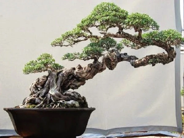 Cây Bonsai Đẹp