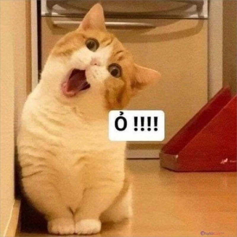 Mèo cười nhe nhếch mép
