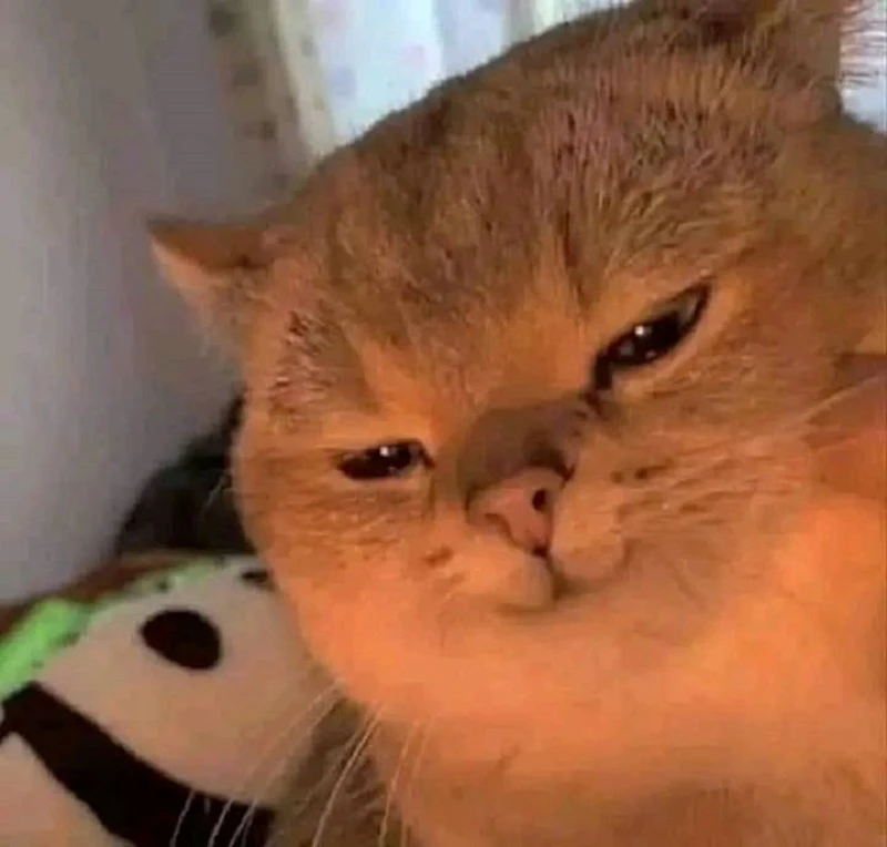 Mèo hứng thú