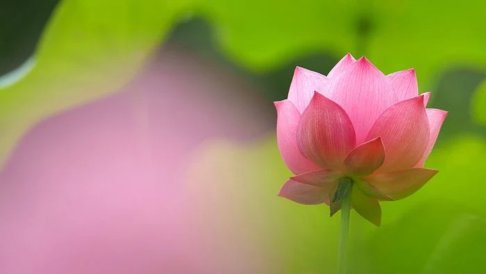 Hình nền hoa sen Phật giáo 4