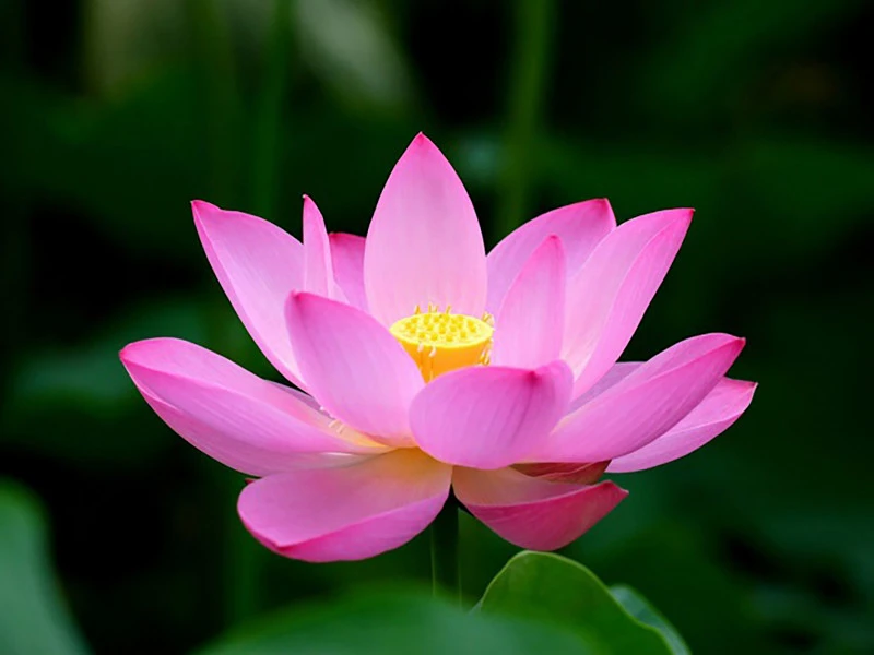 Hình nền hoa sen Phật giáo 7