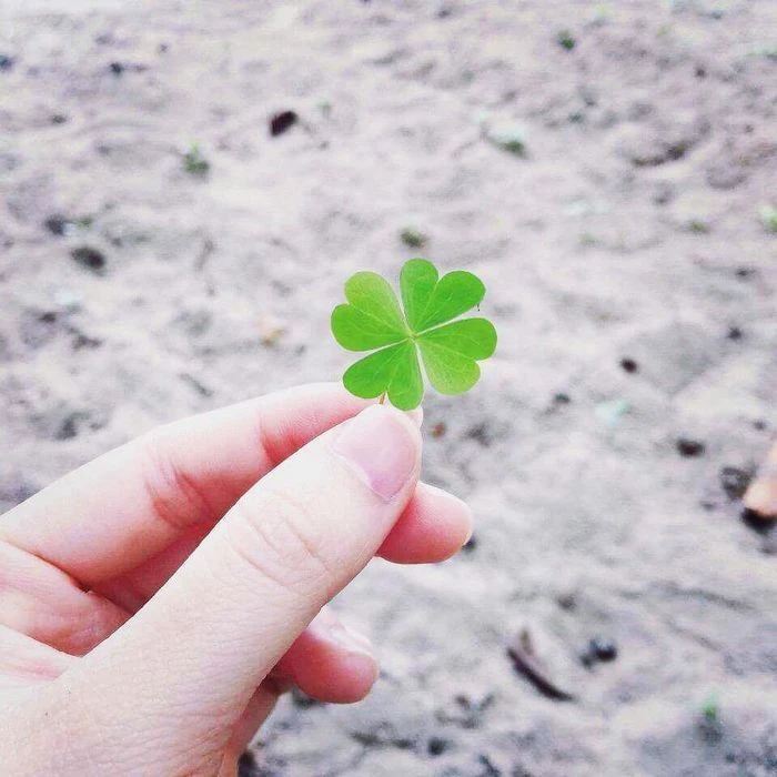 Cỏ bốn lá cute