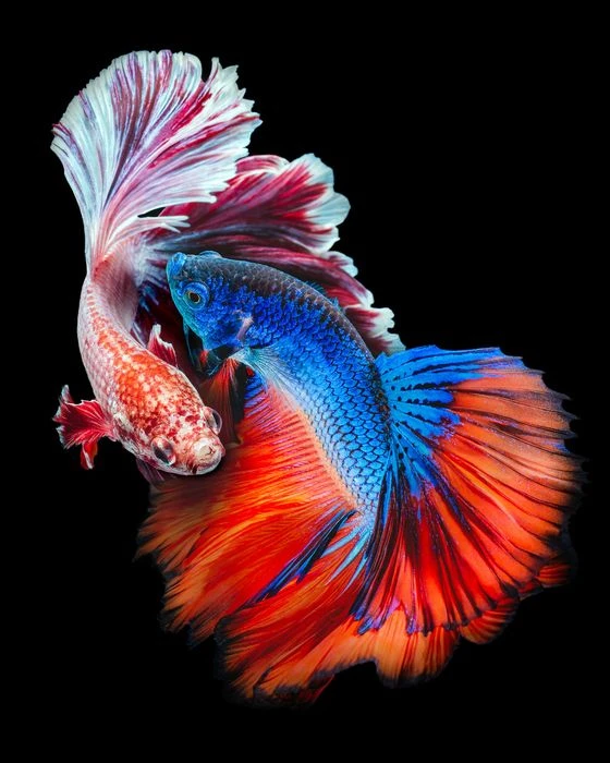 Cá Betta