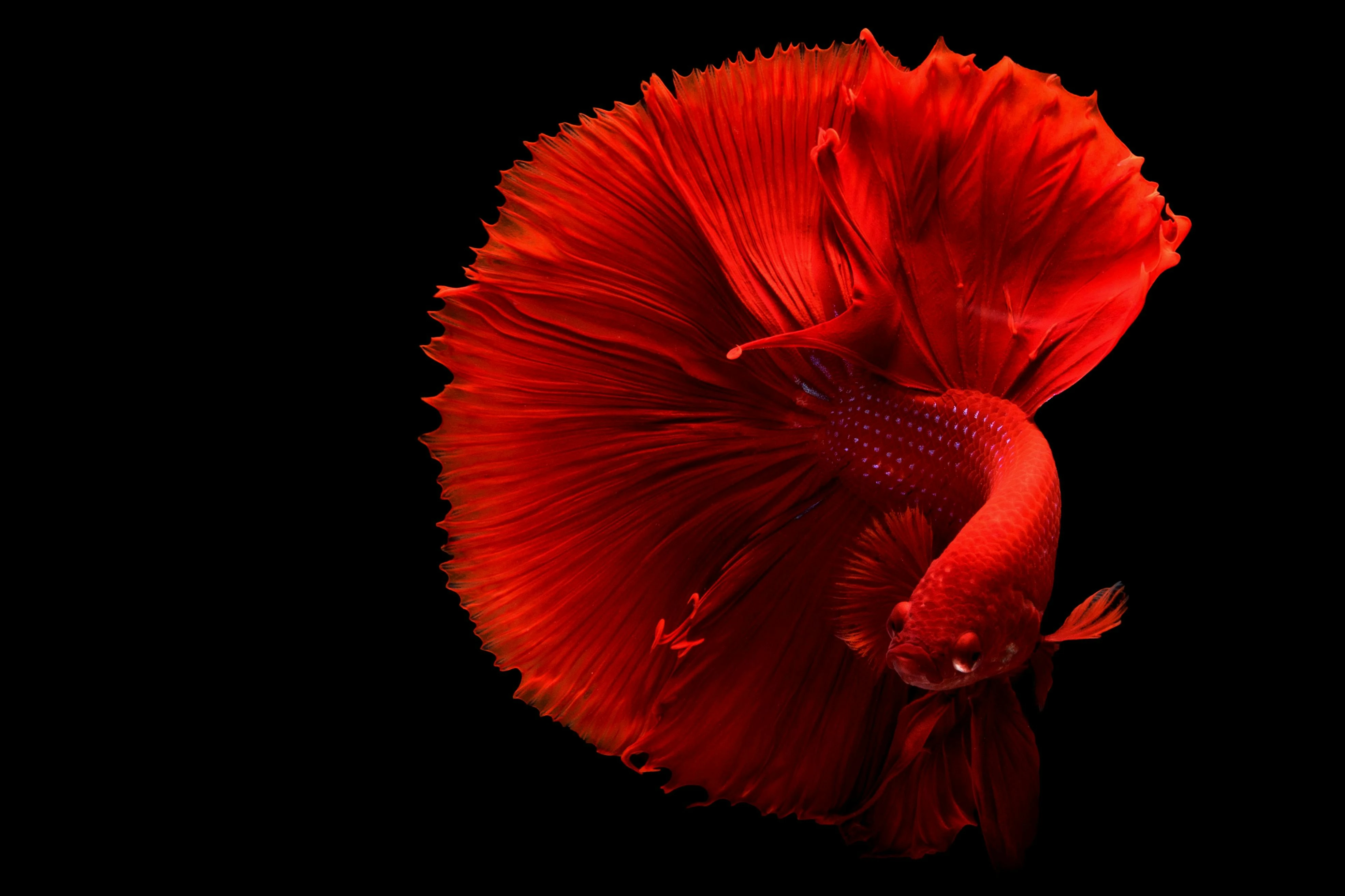 Cá Betta 2